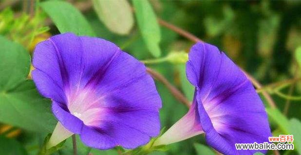 以花语为线索 花语品种