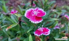 揭示日本石竹的深刻花语和文化内涵 日本石竹的花语与意义