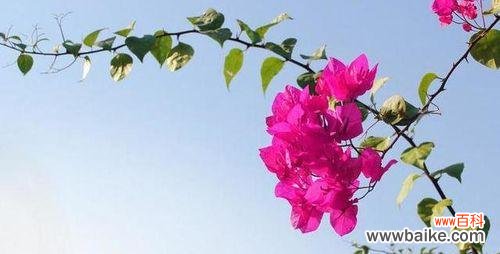 打造美丽花坛的秘诀 三角梅的养殖与花语指南