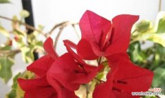 打造美丽花坛的秘诀 三角梅的养殖与花语指南