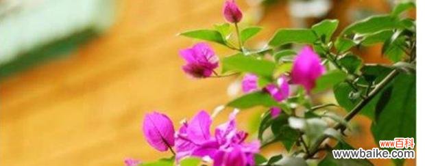 打造美丽花坛的秘诀 三角梅的养殖与花语指南