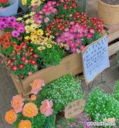 探索日系绿色切花小菊的深层含义与传达的情感 小菊花之语——寓意与象征