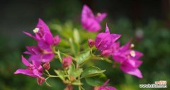 传递爱与希望的三角梅花 三角梅的美丽与花语