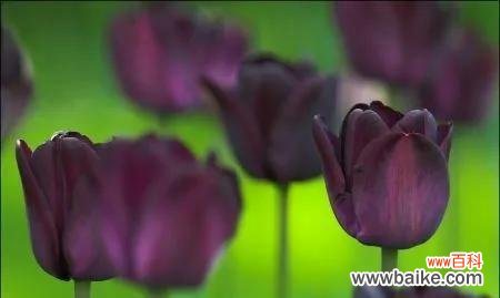 神秘而优雅 黑色郁金香的花语