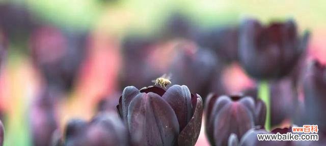 神秘而优雅 黑色郁金香的花语