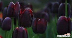 神秘而优雅 黑色郁金香的花语