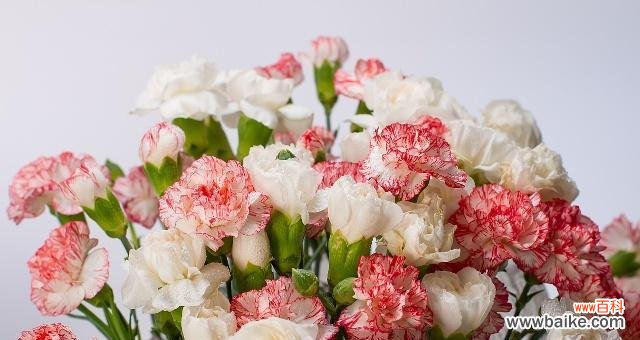 康乃馨代表的爱情与美丽 康乃馨的寓意和花语