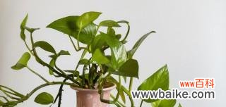 打造舒适办公环境 办公室绿萝花语——为工作带来好运