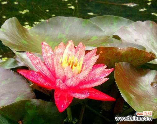 神秘的埃及睡莲传递的15种花语 埃及睡莲