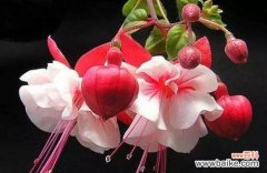 倒挂金钟花的花语寓意及其传奇故事 倒挂金钟花