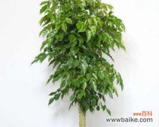 生命力与希望的化身——绿宝树的意义探析 绿宝树的寓意及象征意义