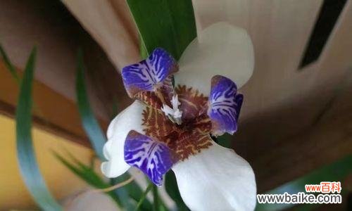 养在家里的幸福指南 家居风水好物之石竹花