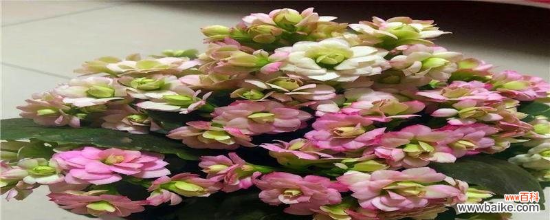 养在家里的幸福指南 家居风水好物之石竹花