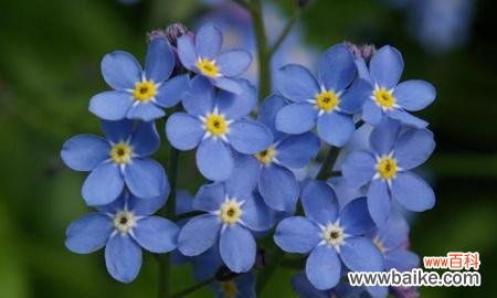 探寻粉蝶花的浪漫与祝福 粉蝶花的花语与意义