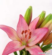 花中的温柔力量与坚守 粉色百合花