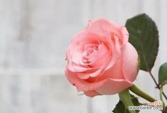 温柔 粉色花语的美丽寓意