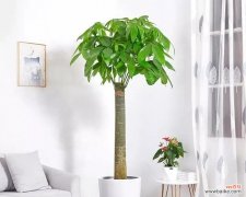 吸财纳福 发财树的寓意和象征风水