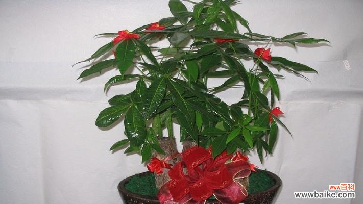 揭秘发财树的神奇力量 发财树