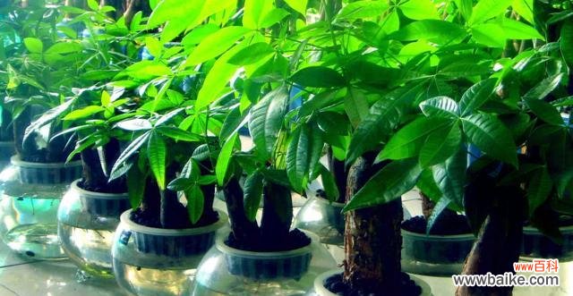 揭秘发财树的神奇力量 发财树