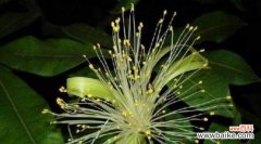 揭秘发财树的神奇力量 发财树