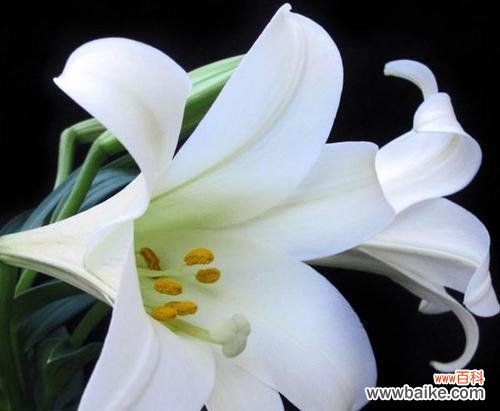 揭秘粉百合的花语及其寓意 粉百合的花语与象征之美