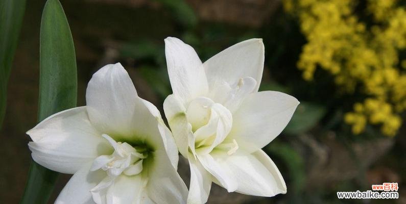 揭秘粉百合的花语及其寓意 粉百合的花语与象征之美