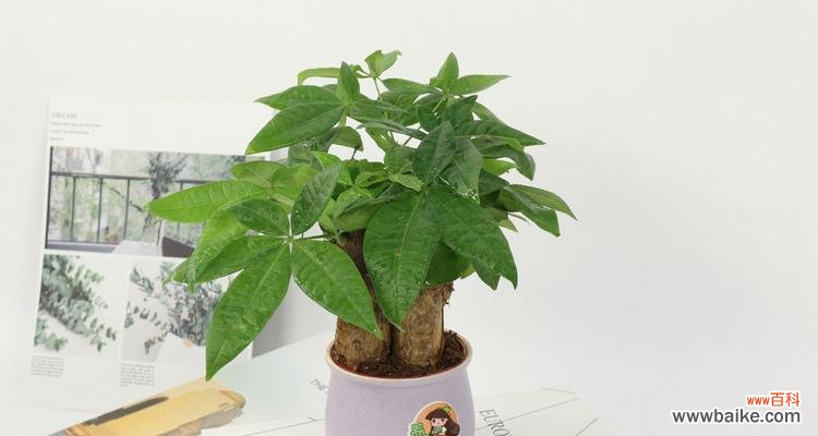 揭秘发财竹开花的奇迹及其神奇寓意 发财竹开花的花语与寓意