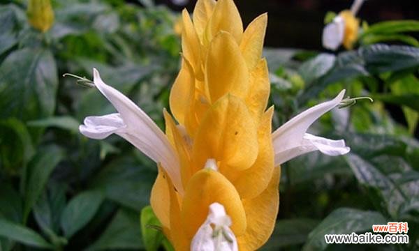 揭秘发财竹开花的奇迹及其神奇寓意 发财竹开花的花语与寓意