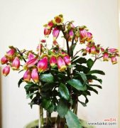 揭秘发财竹开花的奇迹及其神奇寓意 发财竹开花的花语与寓意