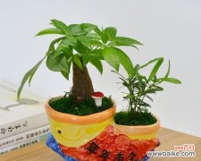 财富与繁荣的象征——揭秘发财树的奥秘 发财树的寓意和象征意义