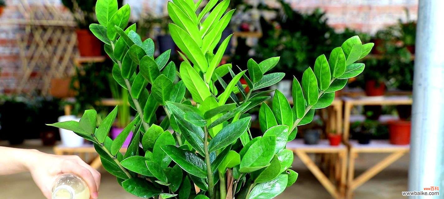 财富与繁荣的象征——揭秘发财树的奥秘 发财树的寓意和象征意义