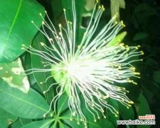 探寻发财树的开花奥秘 发财树的开花时机与寓意