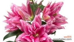 粉色百合代表的花语及其含义 粉色百合花语之美——爱、守候与纯洁