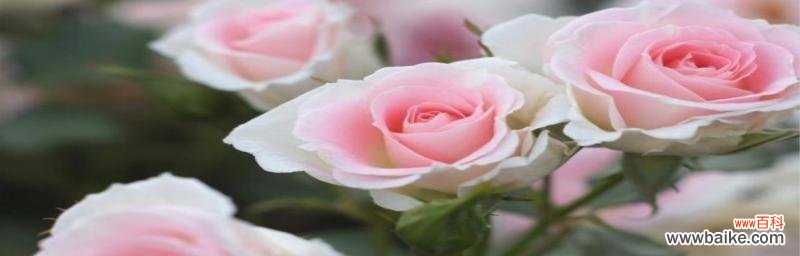 解析粉玫瑰的浪漫 粉玫瑰的花语与象征意义