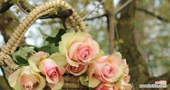 解析粉玫瑰的浪漫 粉玫瑰的花语与象征意义