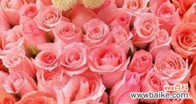 解析粉玫瑰的浪漫 粉玫瑰的花语与象征意义