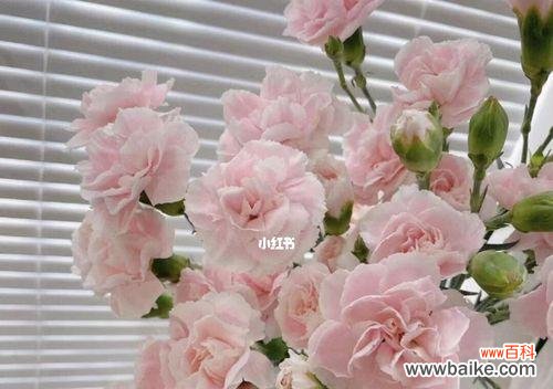 传递爱与感恩之美——粉康乃馨的花语 粉康乃馨花语与其象征意义