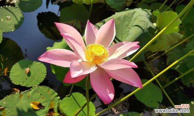 探秘粉色荷花的隐含意义 粉色荷花的花语和寓意
