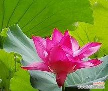 探秘粉色荷花的隐含意义 粉色荷花的花语和寓意