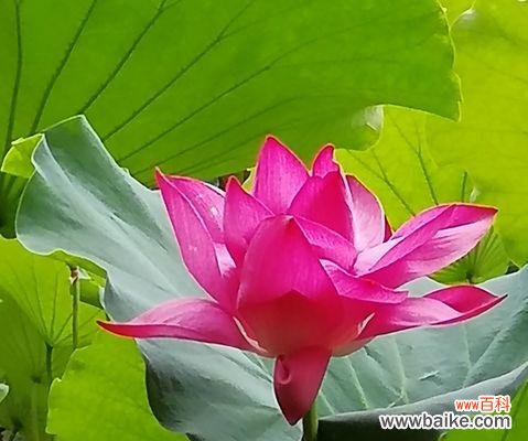 探秘粉色荷花的隐含意义 粉色荷花的花语和寓意