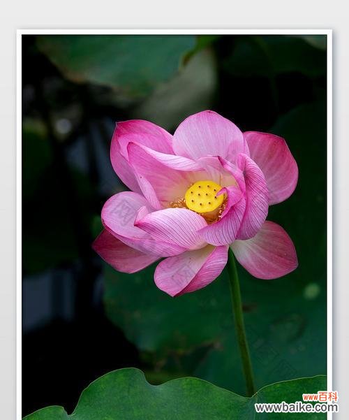 探秘粉色荷花的隐含意义 粉色荷花的花语和寓意