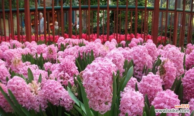 探寻粉色风信子的花语 粉色风信子花语与代表意义