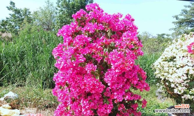 三角梅花语传递的情感与意义 用三角梅花语描写的花朵之美