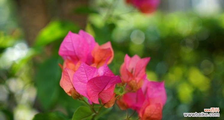 三角梅花语传递的情感与意义 用三角梅花语描写的花朵之美