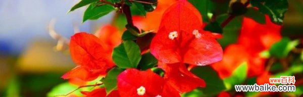 三角梅花语传递的情感与意义 用三角梅花语描写的花朵之美