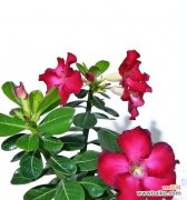 探寻沙漠玫瑰花的花语之谜 沙漠玫瑰花语