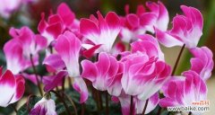 仙客来花的神秘与美丽 以仙客来花的寓意