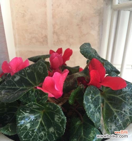 仙客来花的神秘与美丽 以仙客来花的寓意