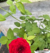 探究月季春化的意义与方法 月季春化的过程及作用