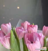 探寻粉色花朵所代表的浪漫与温馨 粉色花朵的花语